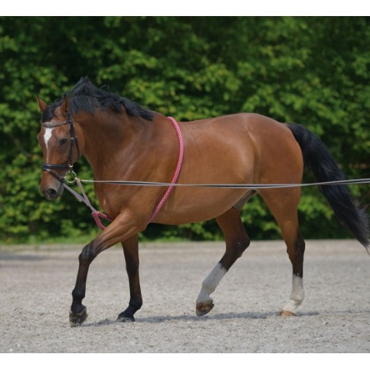 Enrênement aide à la longe éthologique Waldhausen