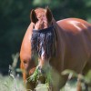 Frontal anti-mouches cheval avec têtière Waldhausen