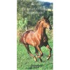 Le quarter horse américain Marc Soulier Editions Actes Sud