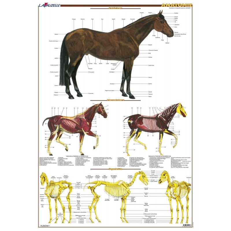 Planche hippologie 6, Anatomie du cheval Collectif Editions Lavauzelle