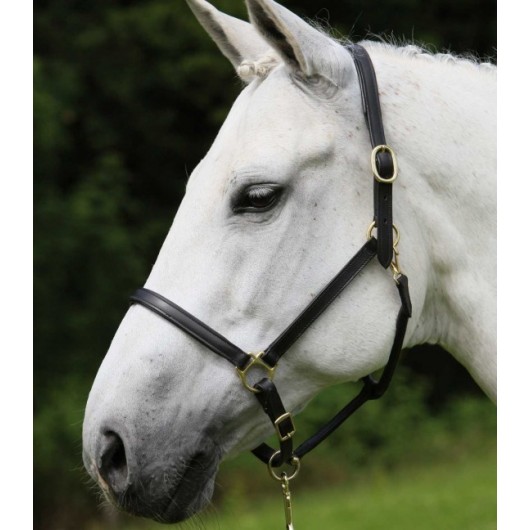 Licol cuir Robust Star