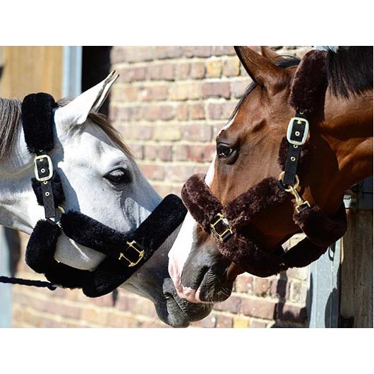 Licol doublé mouton synthétique Kentucky