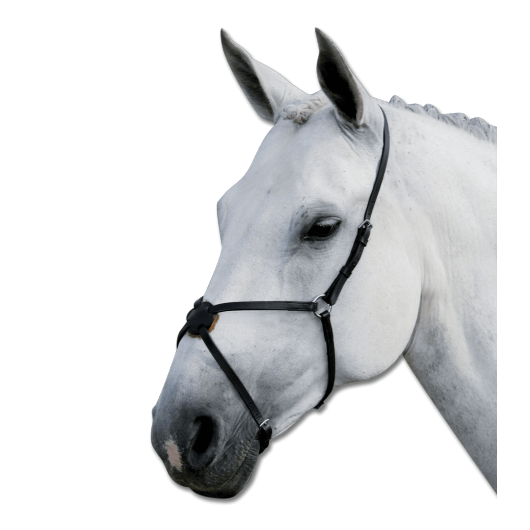 Muserolle croisée cuir Star