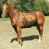 Protection ventrale anti-mouches cheval Belly Guard Cashel