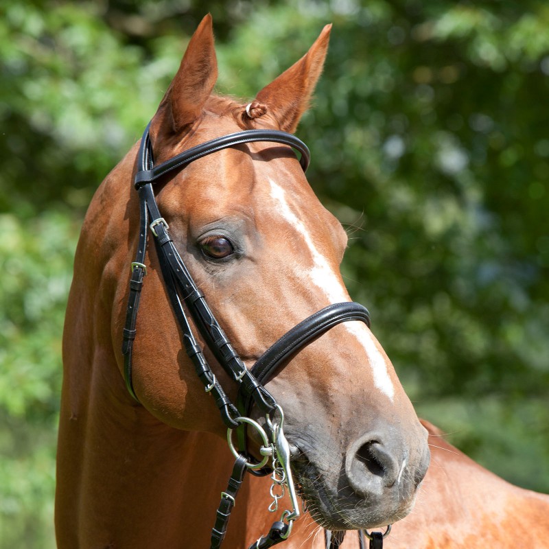 Bride de dressage en cuir noire pleine grandeur bleu