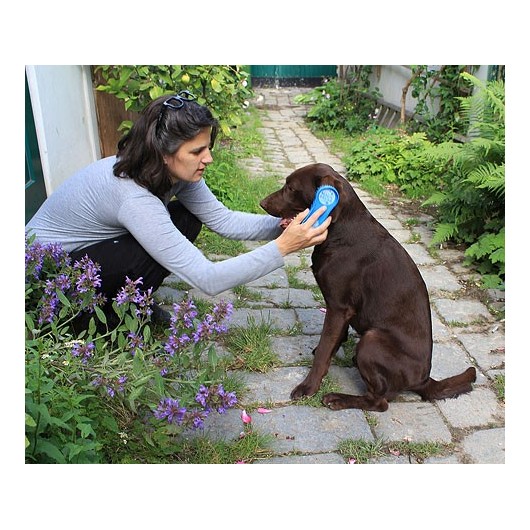 Brosse chien Magic Brush