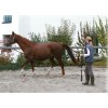 Longe à tourner polypropylène 7,5 m Equestra