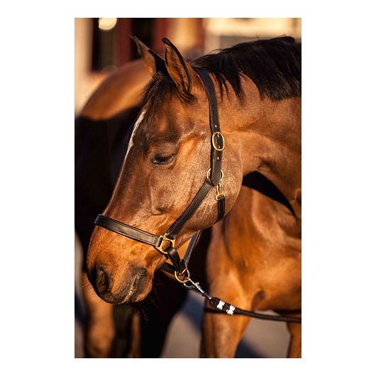 Licol cuir Eco Covalliero