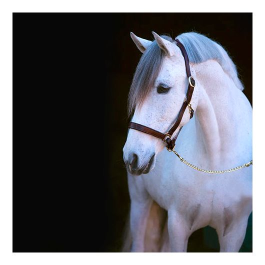 Licol cuir Eco Covalliero