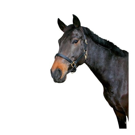 Licol cuir Eco Covalliero