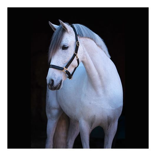 Licol cuir Eco Covalliero