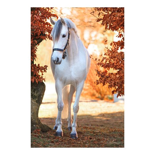 Licol cuir Eco Covalliero