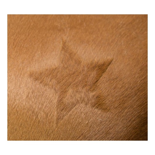 Pochoirs de tonte chevaux divers motifs Equestra