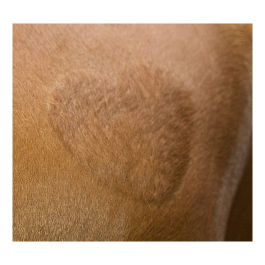 Pochoirs de tonte chevaux divers motifs Equestra