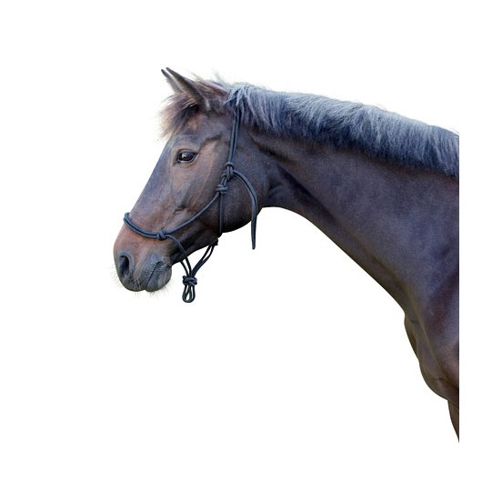 Licol éthologique à nœuds Equestra Licol éthologique à nœuds Equestra