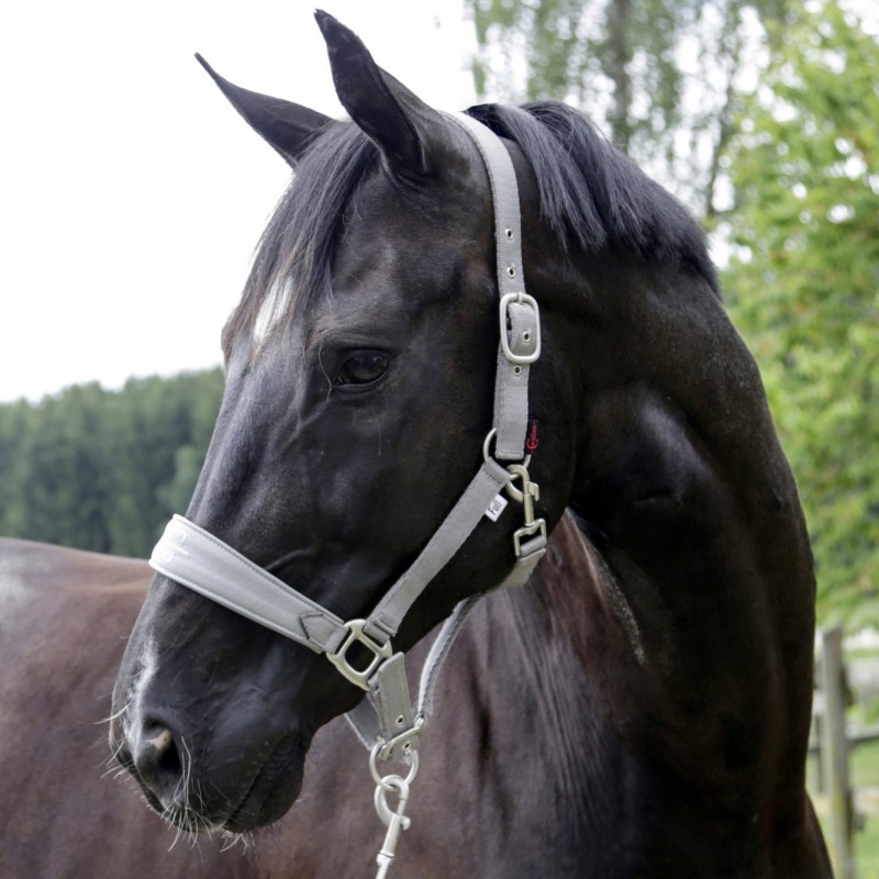 Licol nylon cheval doublé polaire Collection Covalliero