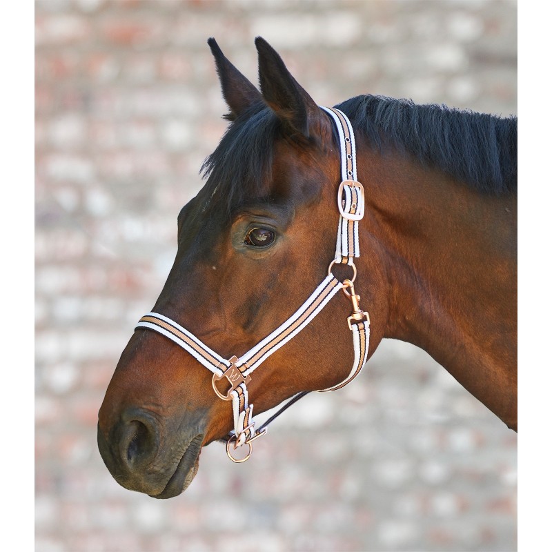 Licol cheval, Satin, Waldhausen