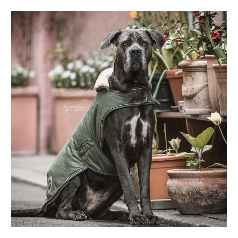 Manteau chien imperméable réfléchissant - Kentucky Dogwear