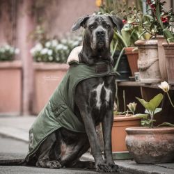 Manteau chien imperméable réfléchissant - Kentucky Dogwear