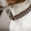 COLLIER CHIEN TRIANGLE KENTUCKY 42523