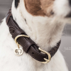 COLLIER CHIEN TRIANGLE KENTUCKY 42523