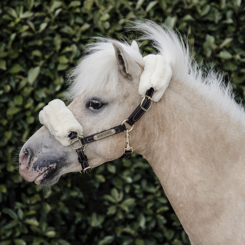 Licol cuir et mouton shetland - Kentucky 