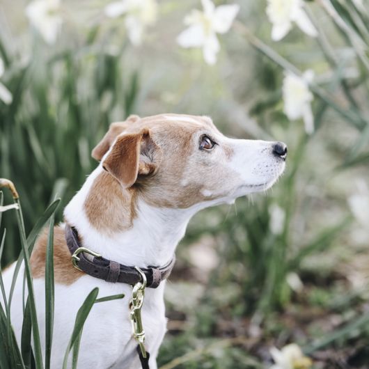 Collier chien Velvet Leather - Kentucky