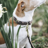 Collier chien Velvet Leather - Kentucky