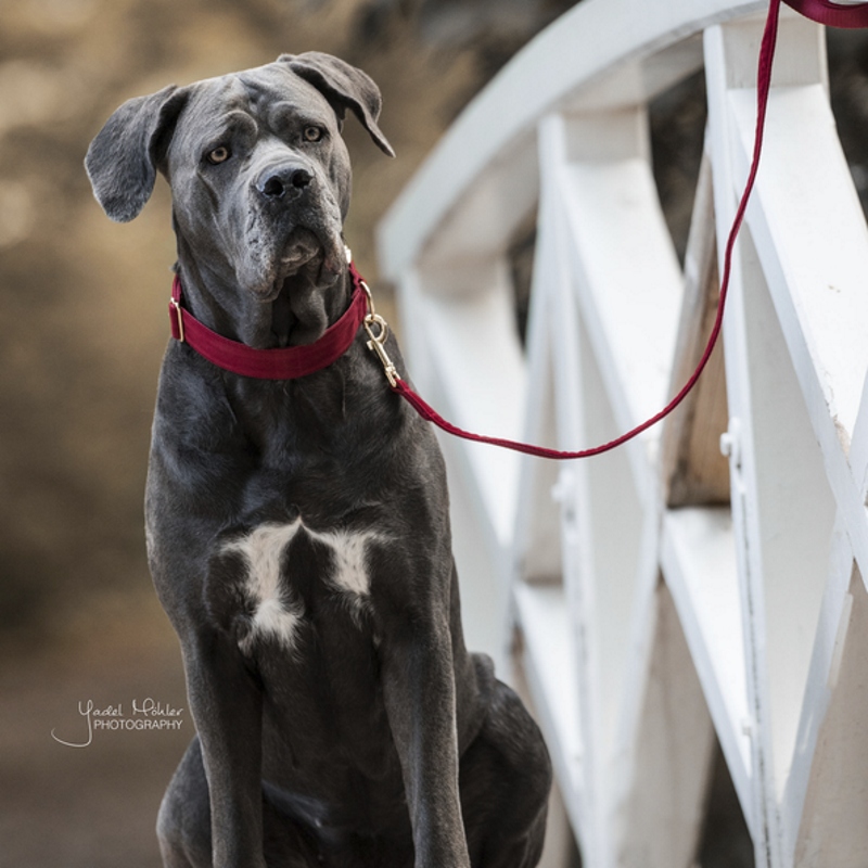 Laisse chien Corduroy 120cm - Kentucky