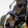 Licol en nylon et velours cheval Glitter Stone - Kentucky