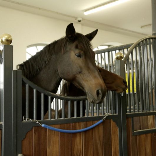 Chaine de box/porte couverture cheval gainé plastique 