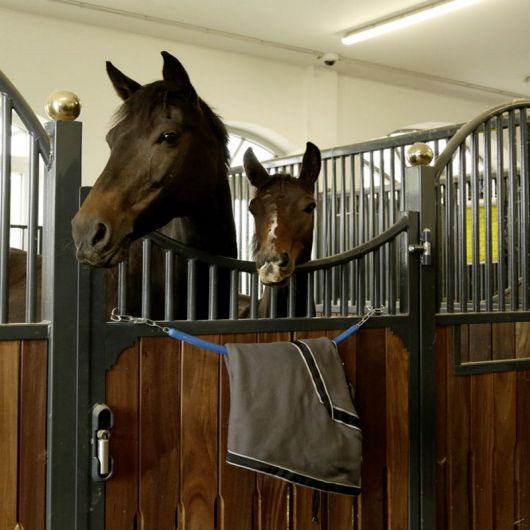 Chaine de box/porte couverture cheval gainé plastique 