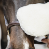 Gant de pansage en mouton Grooming Deluxe - Kentucky Horsewear 