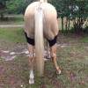 Strapping Grassets et rotules cheval thérapeutique régénérant au Titane Liquide - Fenwick