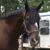 Masque cheval relaxant avec oreilles - Technologie Titane Liquide - Fenwick