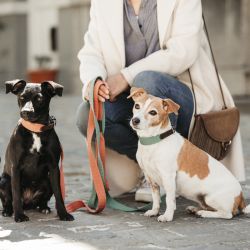 Collier pour chien Jacquard - Kentucky Dogwear 