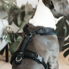 Harnais pour chien actif Velvet - Kentucky Horsewear 