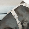 Harnais pour chien actif Velvet - Kentucky Horsewear 