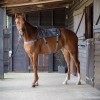 Tapis de massage cheval - Equilibrium 