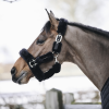 Licol cheval doublé mouton synthétique - Kentucky Horsewear