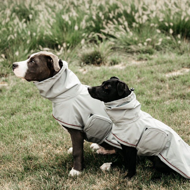 manteau pour chien qui couvre le ventre