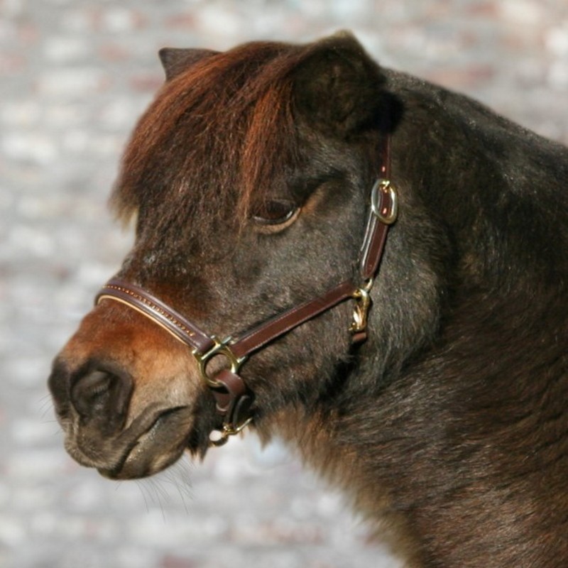 Licol cheval cuir et strass Diamond - Waldhausen