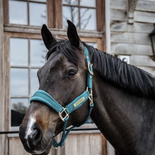 Licol cheval Velvet - Kentucky Licol cheval Velvet - Kentucky Horsewear