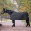 Sous couverture cheval polaire Economic - Waldhausen 