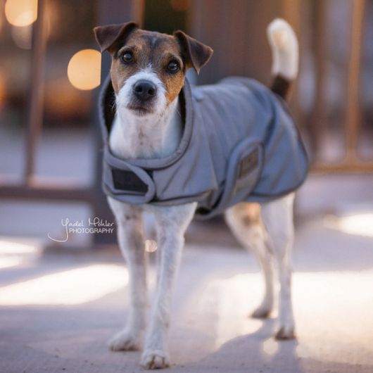 manteau chien reflechissant