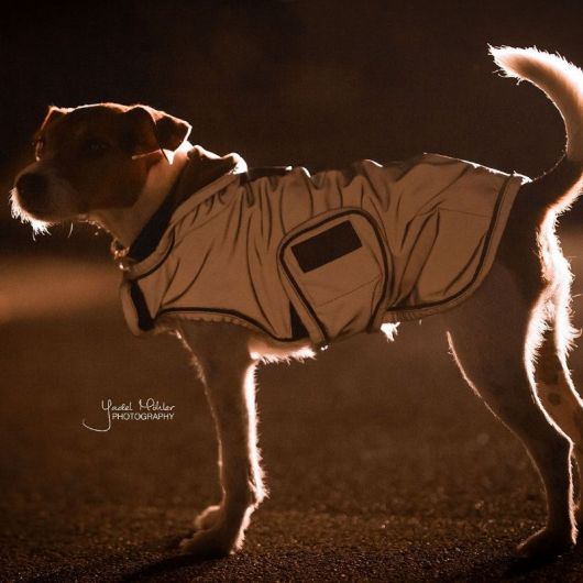 Manteau pour chien imperméable et réfléchissant - Kentucky Dogwear