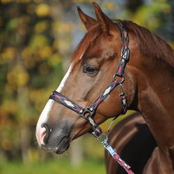 Licol nylon cheval Classic Indiana - Kavalkade 