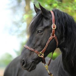Licol en cuir tressé cheval Tessa - Kavalkade 