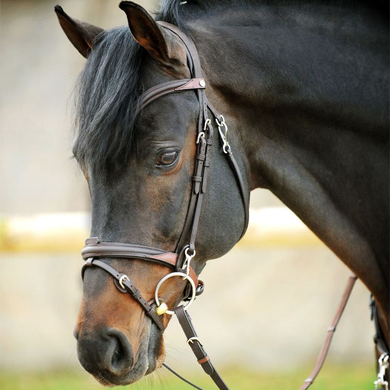 Bridon cheval cuir Every Day - Kavalkade