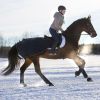 Couvre-reins cheval 3 in 1 Amigo Competition - Horseware